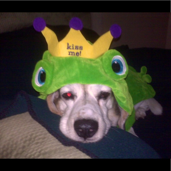 Old Navy Dog Halloween costume. Medium
